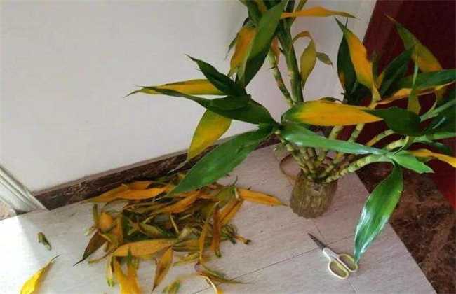 富贵竹烂根 怎么处理