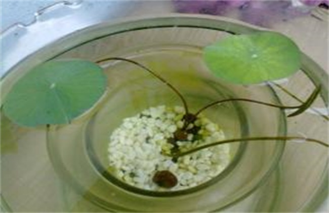 碗莲的养殖方法和注意事项