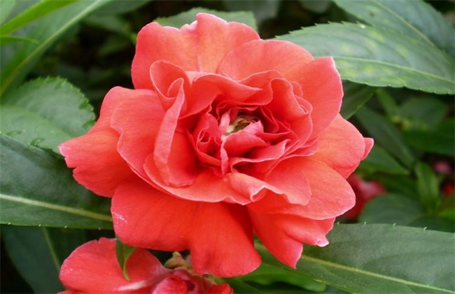 凤仙花烂根 怎么回事