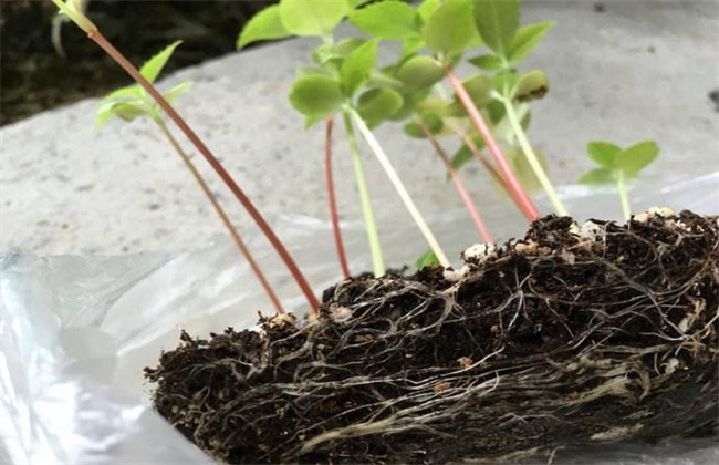 凤仙花烂根 怎么回事