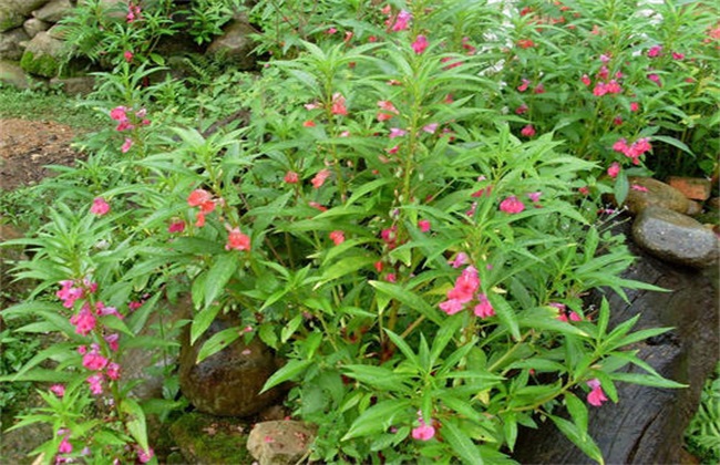 凤仙花烂根 怎么回事
