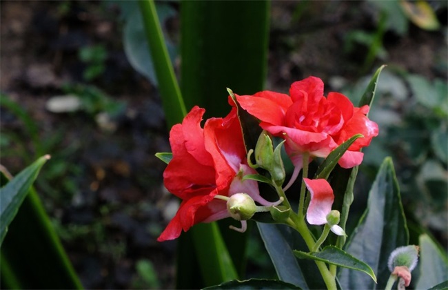 凤仙花烂根 怎么回事