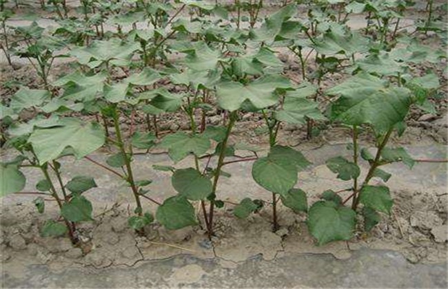 棉花种植前 准备工作