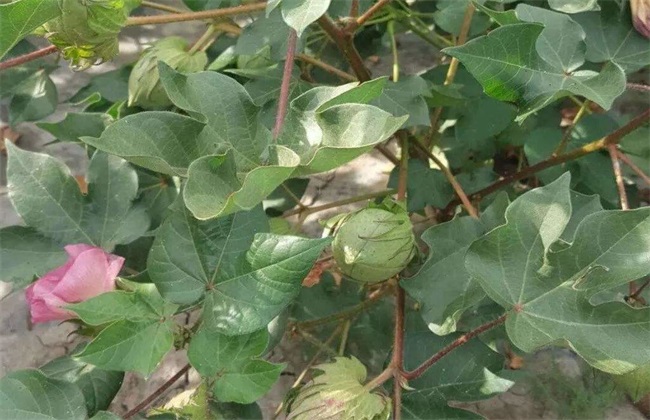 棉花花铃期 如何管理