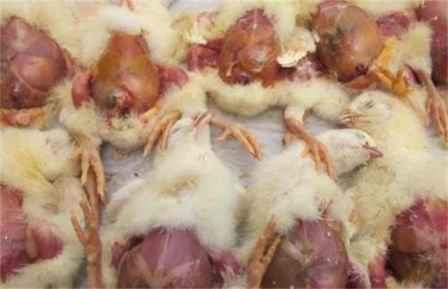 冬季肉鸡腹水病的防治措施