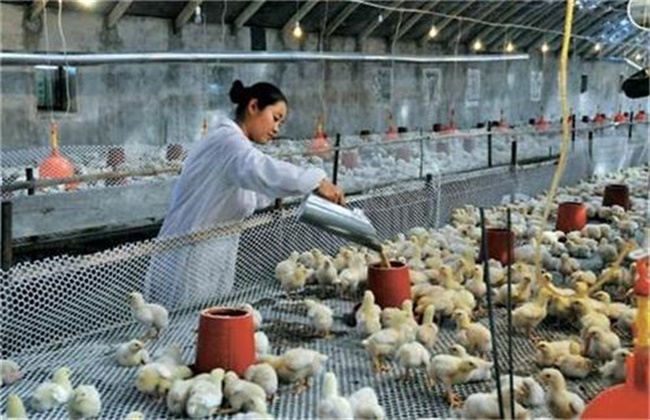 冬季肉鸡腹水病的防治措施