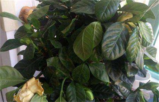 栀子花卷叶 怎么回事
