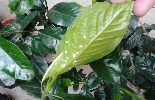 栀子花卷叶 怎么回事