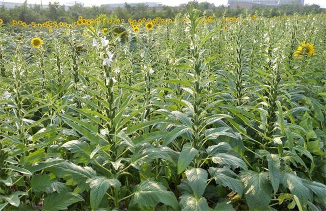 春芝麻 种植时间 管理