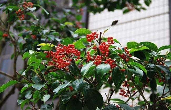 朱砂根 养殖方法 注意事项