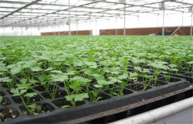 芹菜苗期 管理技术