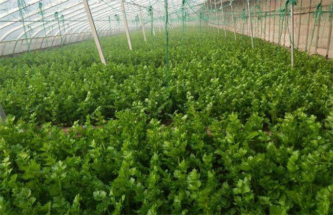 芹菜苗期 管理技术