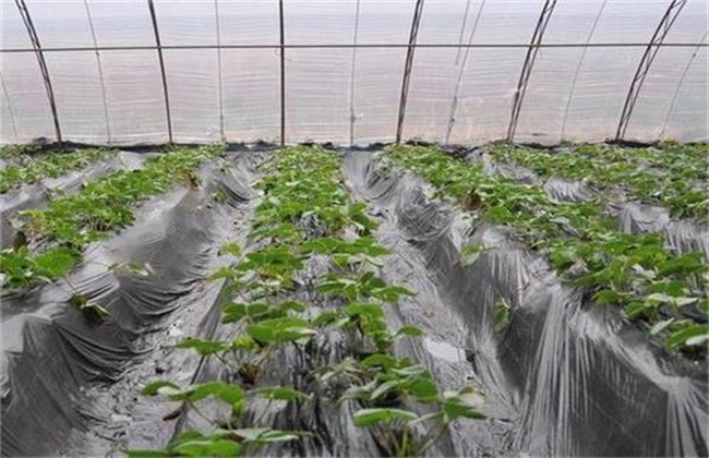 草莓冬季移栽如何提高成活率