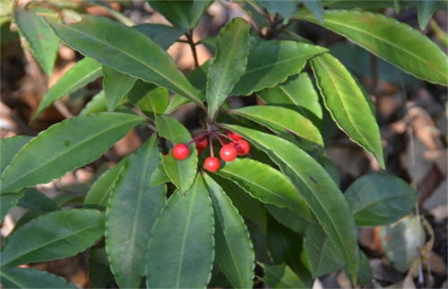 朱砂根 繁殖方法