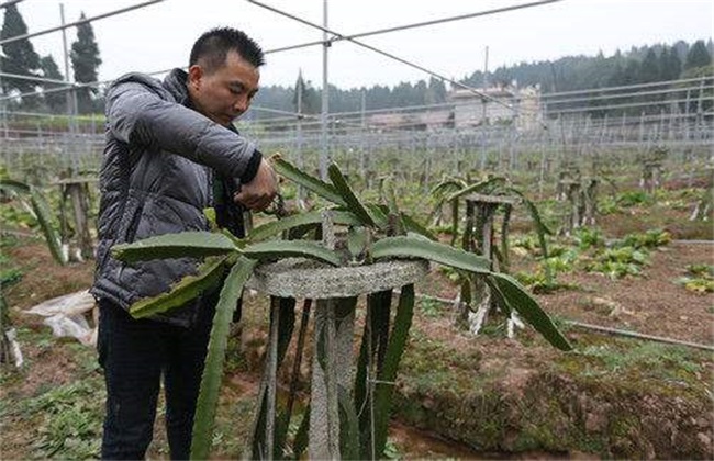 火龙果修剪 注意事项