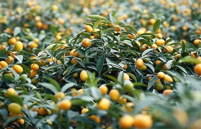 脆皮金桔的种植技术