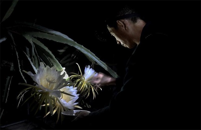 火龙果 人工授粉方法