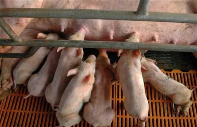 母猪奶水不足 危害