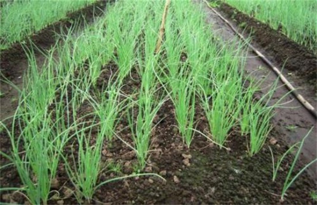 地膜洋葱定植技术要点
