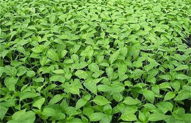 种植辣椒 常见问题