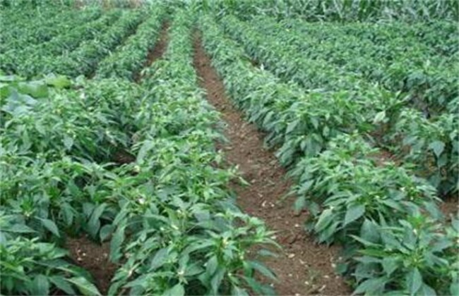 种植辣椒 常见问题