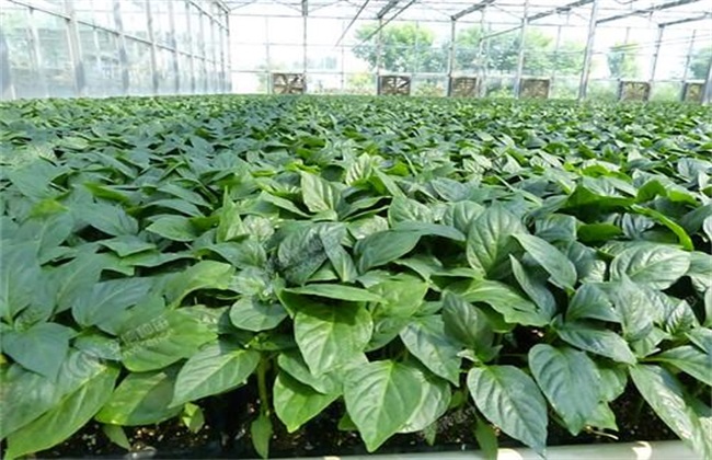 种植辣椒 常见问题