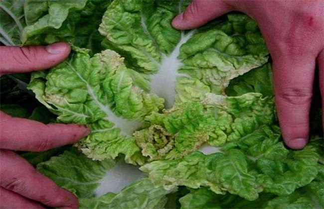 蔬菜缺钙 怎么办