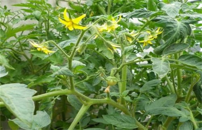 西红柿 初花期 管理要点