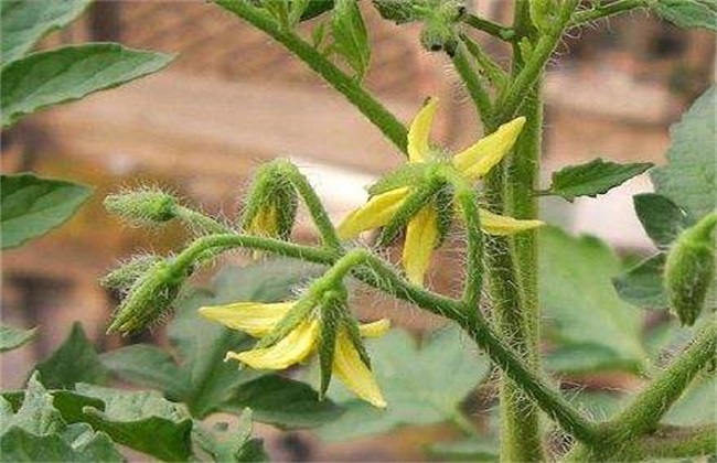 西红柿 初花期 管理要点