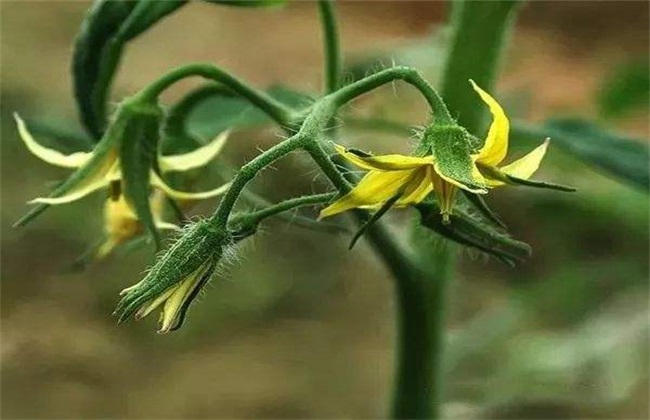 西红柿 初花期 管理要点