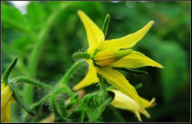 西红柿 初花期 管理要点
