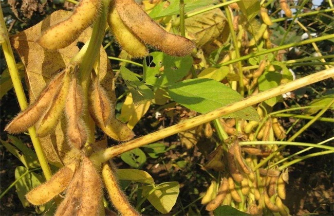 2020年种植什么农作物赚钱