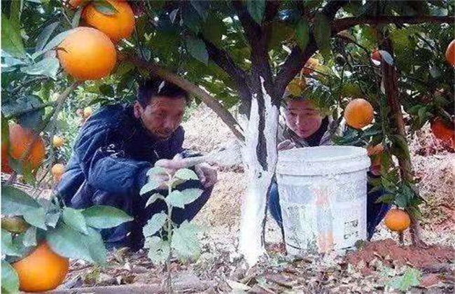 冬季柑桔怎么管理好