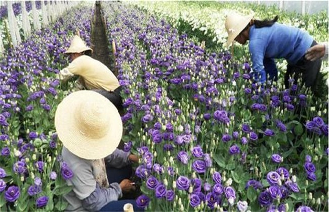 洋桔梗开花后 怎么处理