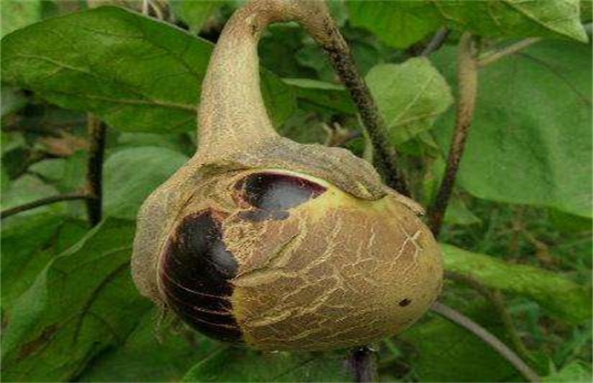 茄子蓟马的防治方法