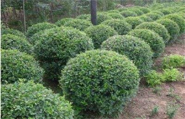 卫矛 栽植 管理技术