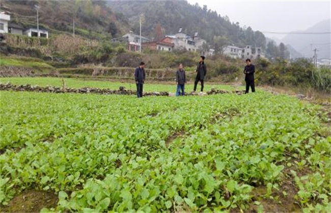 油菜冬季 管理技术