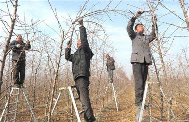 桃树冬剪 什么时间最好