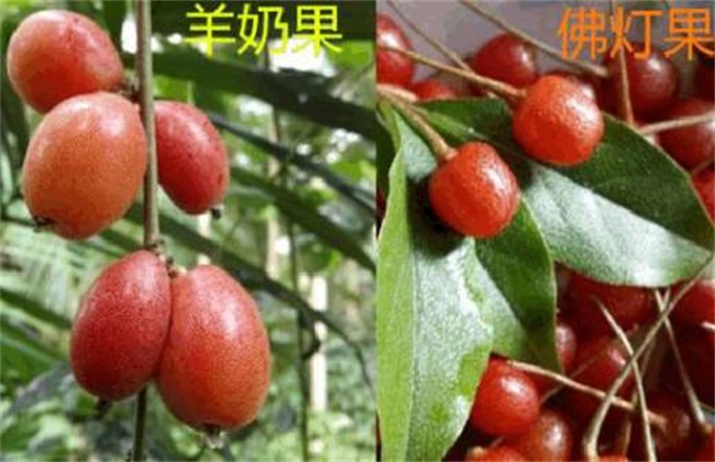 佛灯果和羊奶果的区别