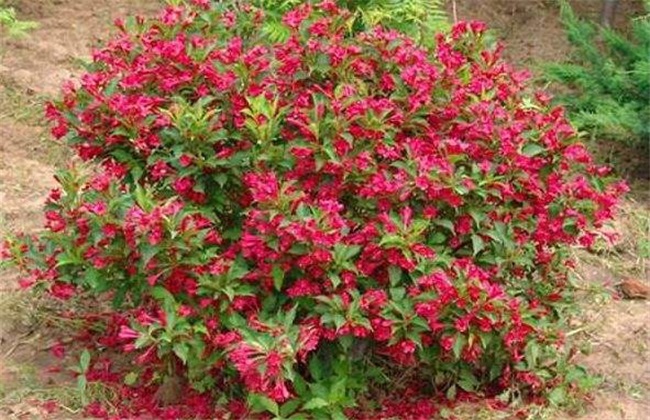 锦带花 养殖方法 注意事项