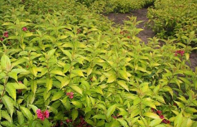 锦带花 繁殖方法