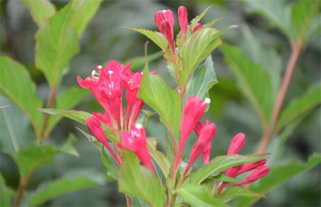锦带花 繁殖方法