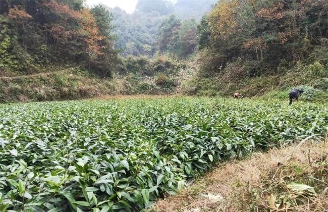 黑老虎 育苗方法