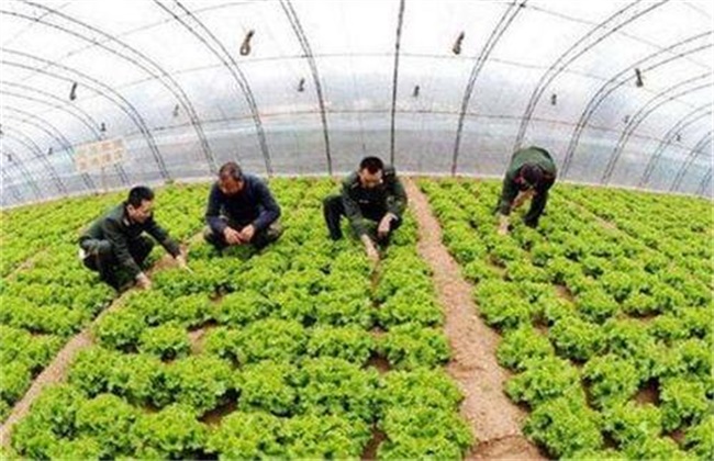 反季节蔬菜施肥要点