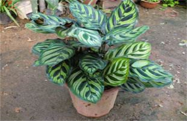 竹芋 养殖方法 注意事项