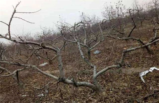 桃树冬季 管理要点