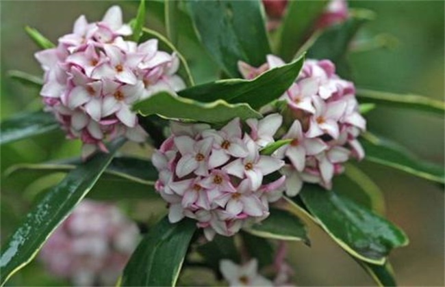 瑞香花和结香花的区别