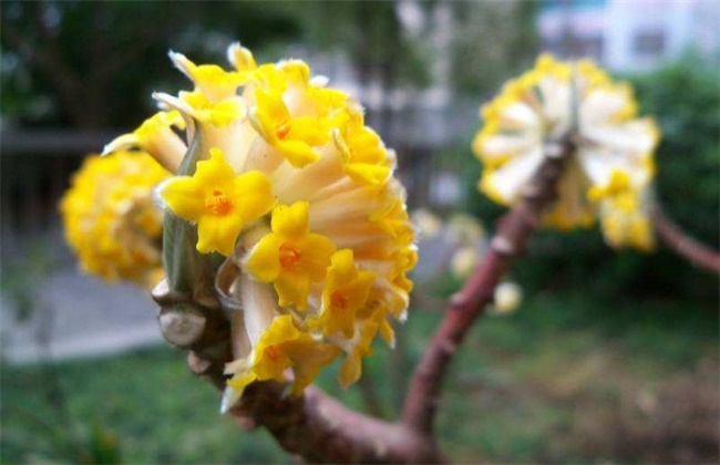 瑞香花和结香花的区别