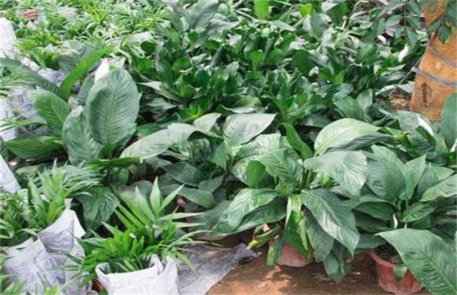 白掌 繁殖方法