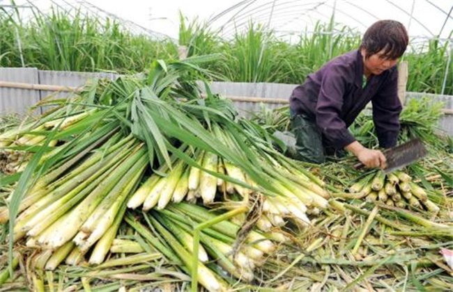 茭白的采收要点